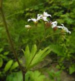 Boykinia aconitifolia