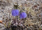 Pulsatilla ajanensis. Цветущие растения. Якутия, Нерюнгринский р-н, перевал Тит, слабозадернованный щебнистый склон. 22.06.2016.