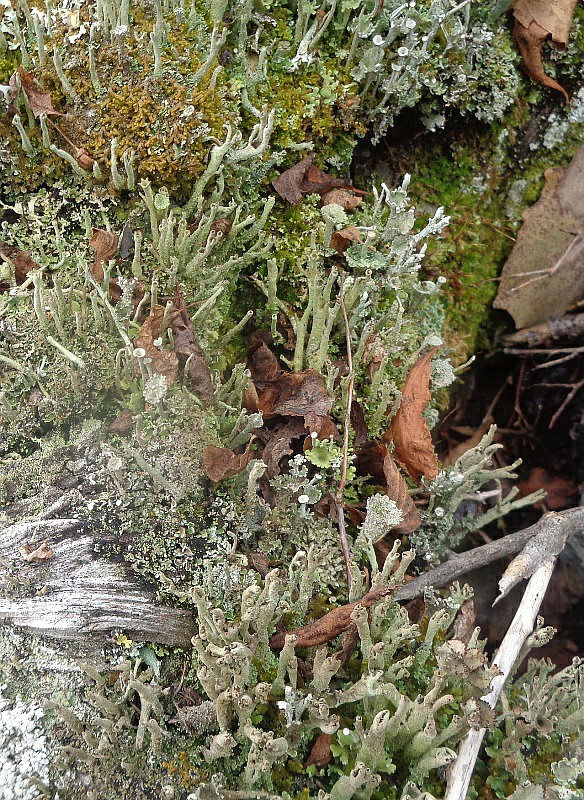 Изображение особи род Cladonia.