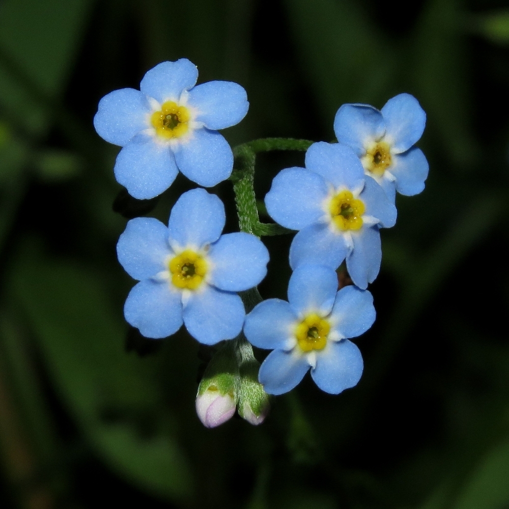 Изображение особи Myosotis palustris.