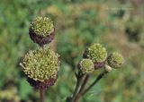 Cirsium setosum