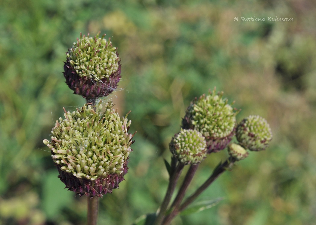 Изображение особи Cirsium setosum.