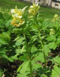 Corydalis bracteata. Верхушки отцветающих растений (видны завязавшиеся плоды - стручковидные коробочки). Томск, парк \"Университетская роща\". 14.05.2010.