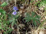 Geranium pseudosibiricum