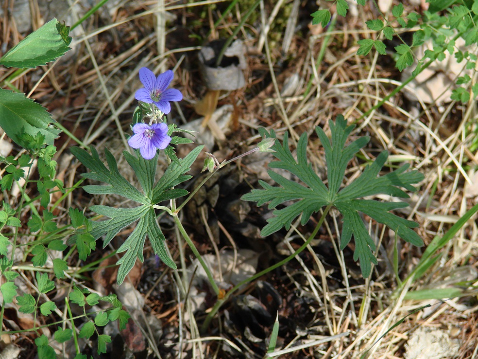 Изображение особи Geranium pseudosibiricum.