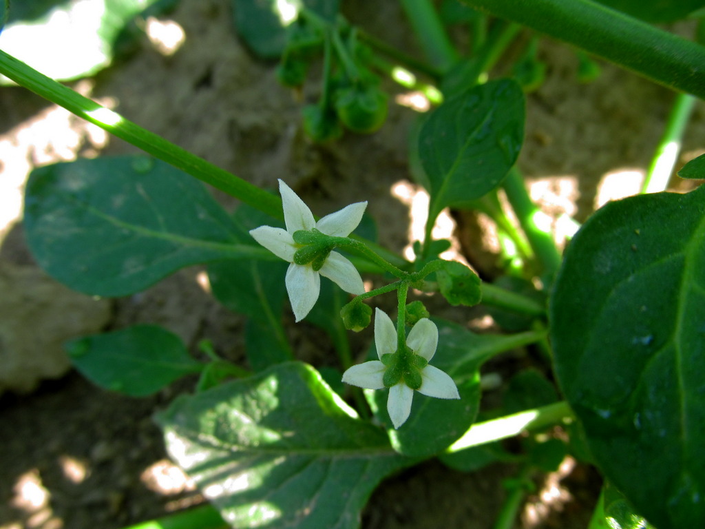 Image of Solanum nigrum specimen.