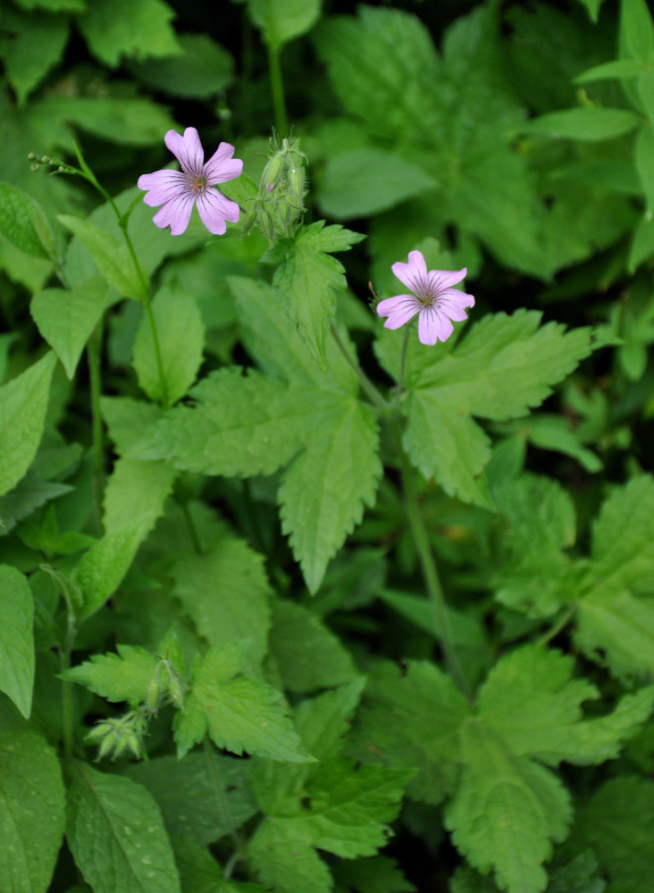 Изображение особи Geranium gracile.