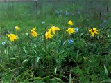 Tulipa biebersteiniana. Цветущие растения на известняках (Tulipa ophiophylla). Украина, Донецкая обл., Новоазовский р-н, окр. заповедника \"Хомутовская степь\". Апрель 2001 г.