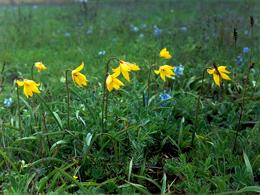 Image of Tulipa biebersteiniana specimen.