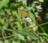 familia Polygonaceae. Верхушка цветущего растения с кормящейся бабочкой-голубянкой. Китай, пров. Юньнань, окр. г. Дали, восточный склон горы Цаншань (Cangshan Mountain 苍山); ≈ 3000 м н.у.м., лес. 04.11.2016.