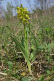 Orchis punctulata. Цветущее растение с листьями, повреждёнными насекомыми. Краснодарский край, м/о г. Новороссийск, гора Шахан, пушистодубово-грабинниковое редколесье на южном склоне горы. 17.04.2018.