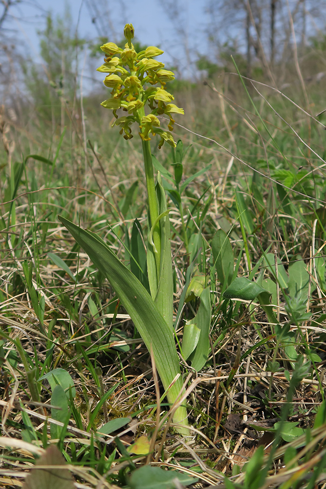 Image of Orchis punctulata specimen.