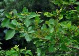Dendrolobium umbellatum. Верхушка ветви с плодами. Малайзия, о-в Калимантан, национальный парк Бако, прибрежный лес. 11.05.2017.
