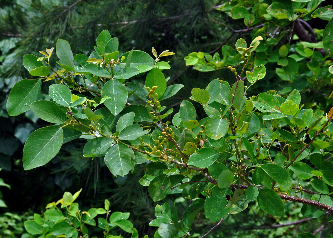 Image of Dendrolobium umbellatum specimen.