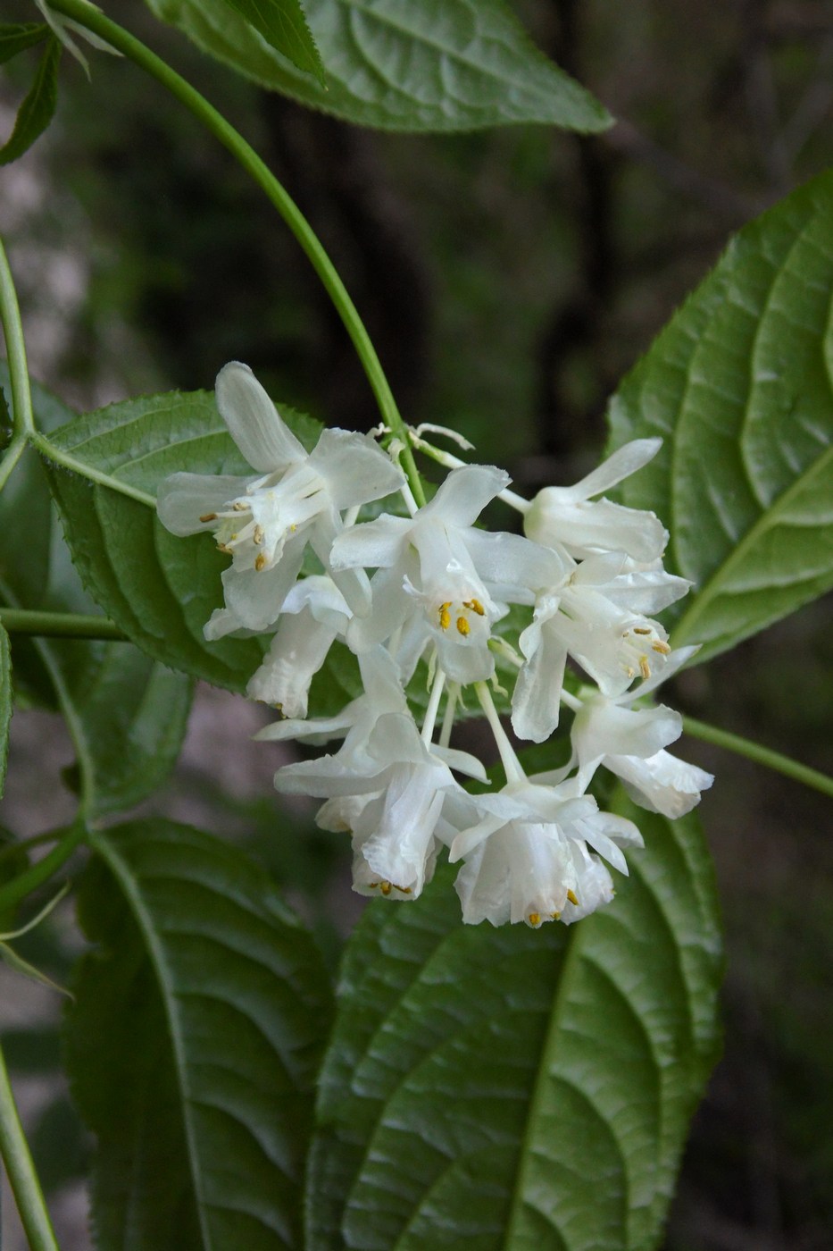 Изображение особи Staphylea colchica.