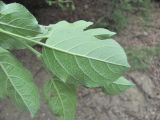 Malus orientalis