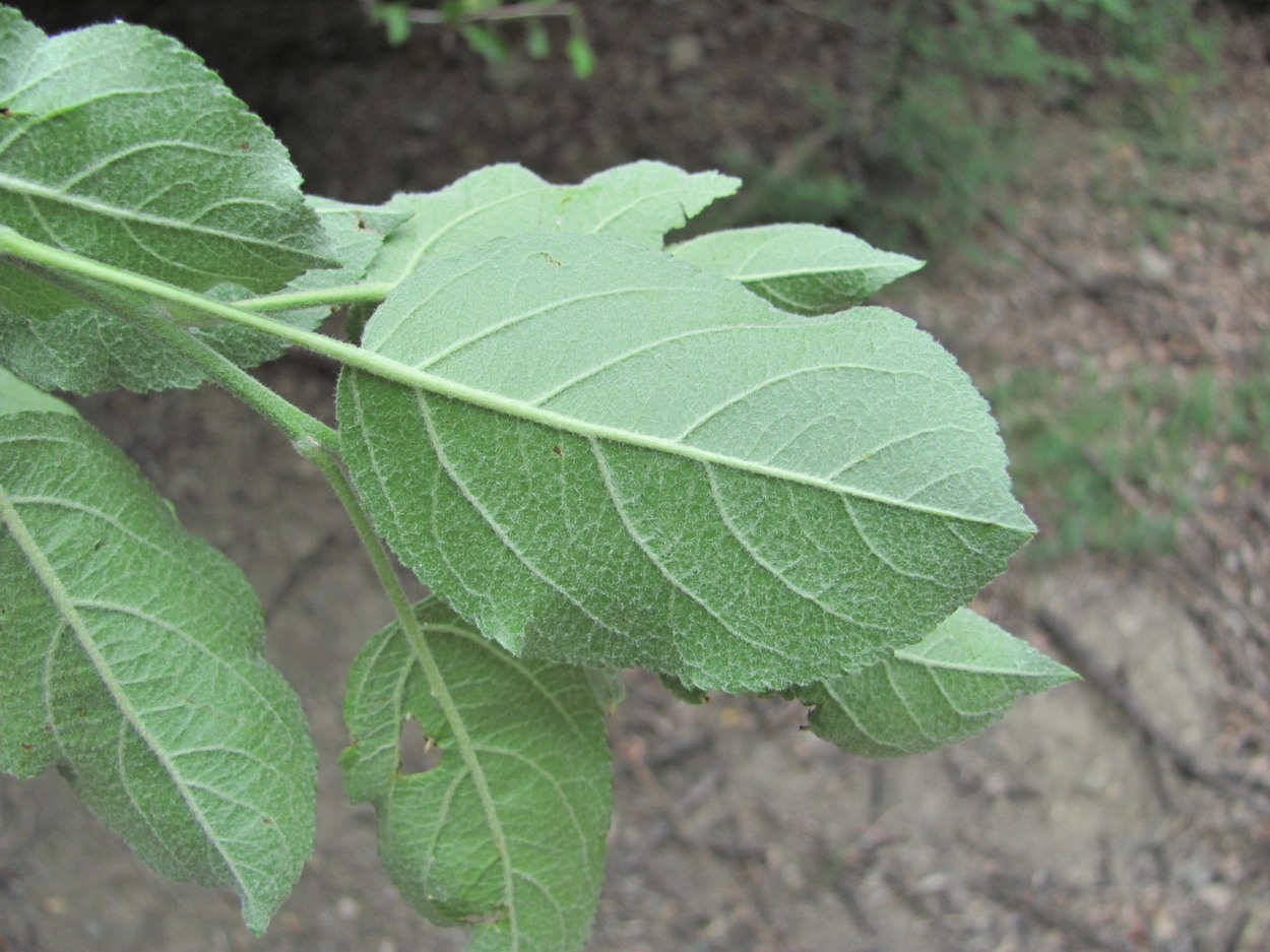 Image of Malus orientalis specimen.
