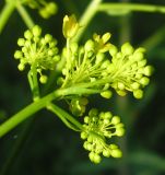 Isatis campestris
