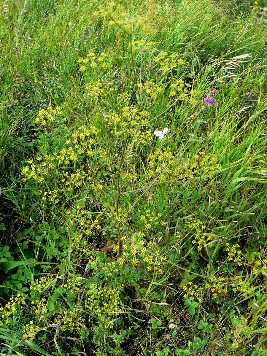 Изображение особи Xanthoselinum alsaticum.