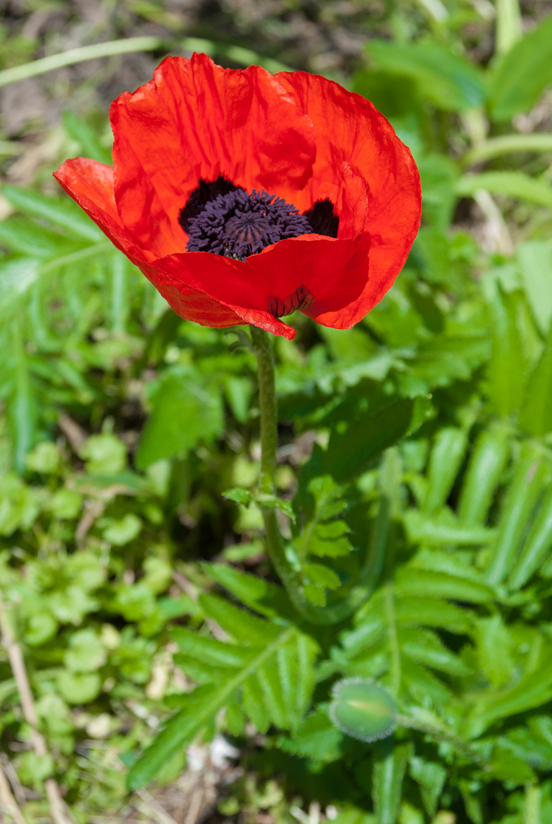 Изображение особи Papaver orientale.