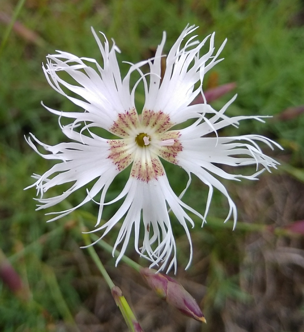 Image of Dianthus arenarius specimen.