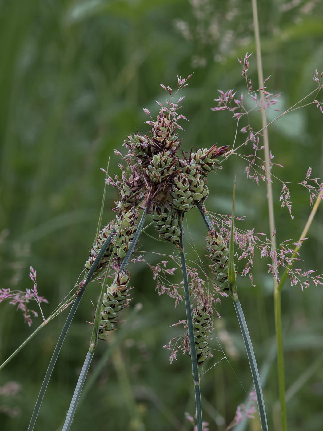 Image of Carex buxbaumii specimen.