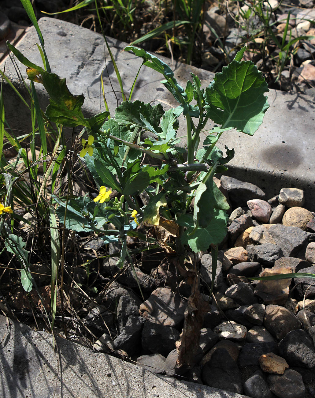 Image of Brassica napus specimen.