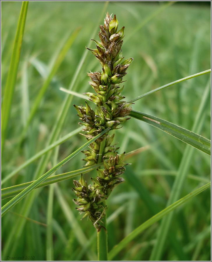 Image of Carex vulpina specimen.