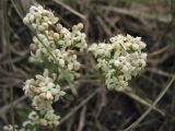 Galium saxatile. Соцветия. Нидерланды, провинция Drenthe, национальный парк Drentsche Aa, окр. деревни Oudemolen, вересковая пустошь. 13 июня 2010 г.