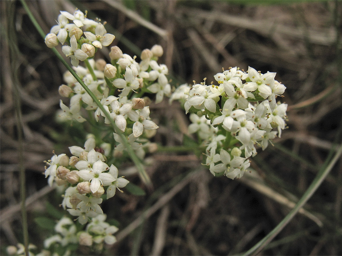 Изображение особи Galium saxatile.