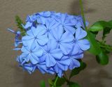 Plumbago auriculata. Соцветие. Черногория, муниципалитет Будва, пос. Бечичи (Bečići), в культуре. Июль 2018 г.