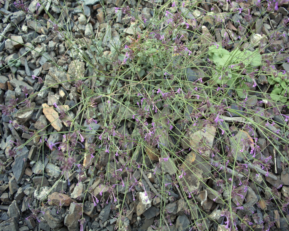 Изображение особи семейство Lamiaceae.
