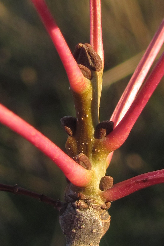 Изображение особи Fraxinus oxycarpa.