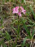 Pedicularis interioroides