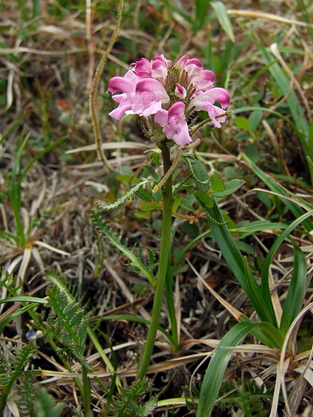 Image of Pedicularis interioroides specimen.