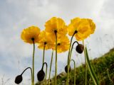 Papaver pseudocanescens