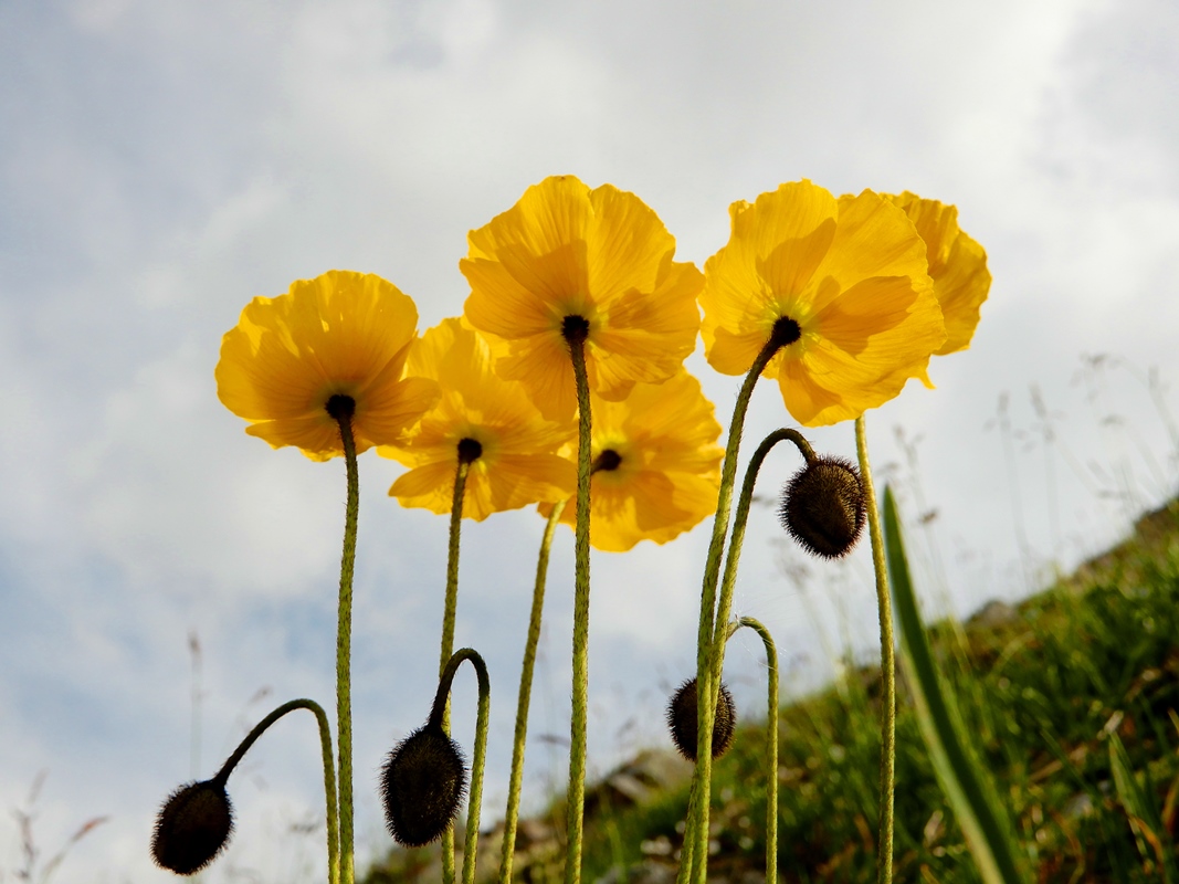 Image of Papaver pseudocanescens specimen.