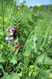 Vicia sepium