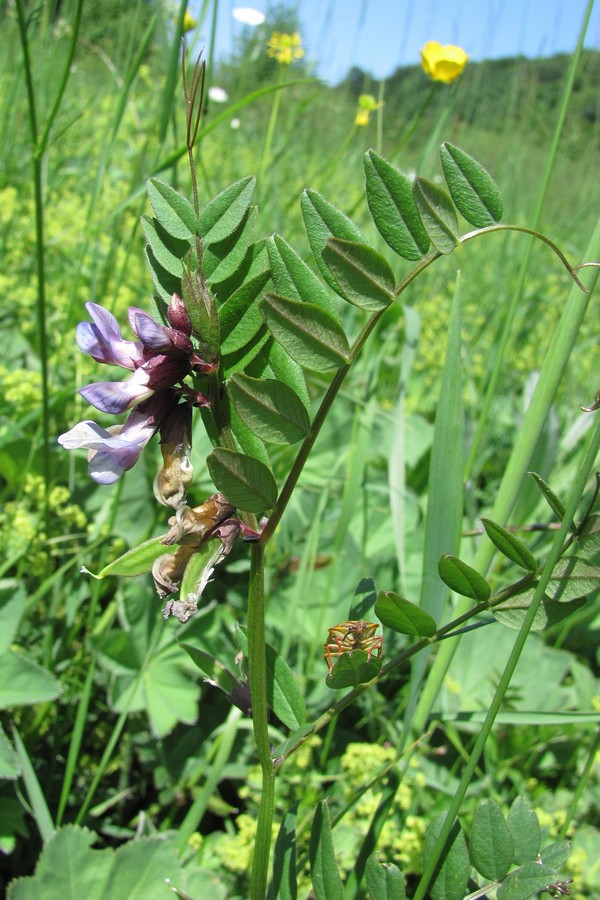 Image of Vicia sepium specimen.
