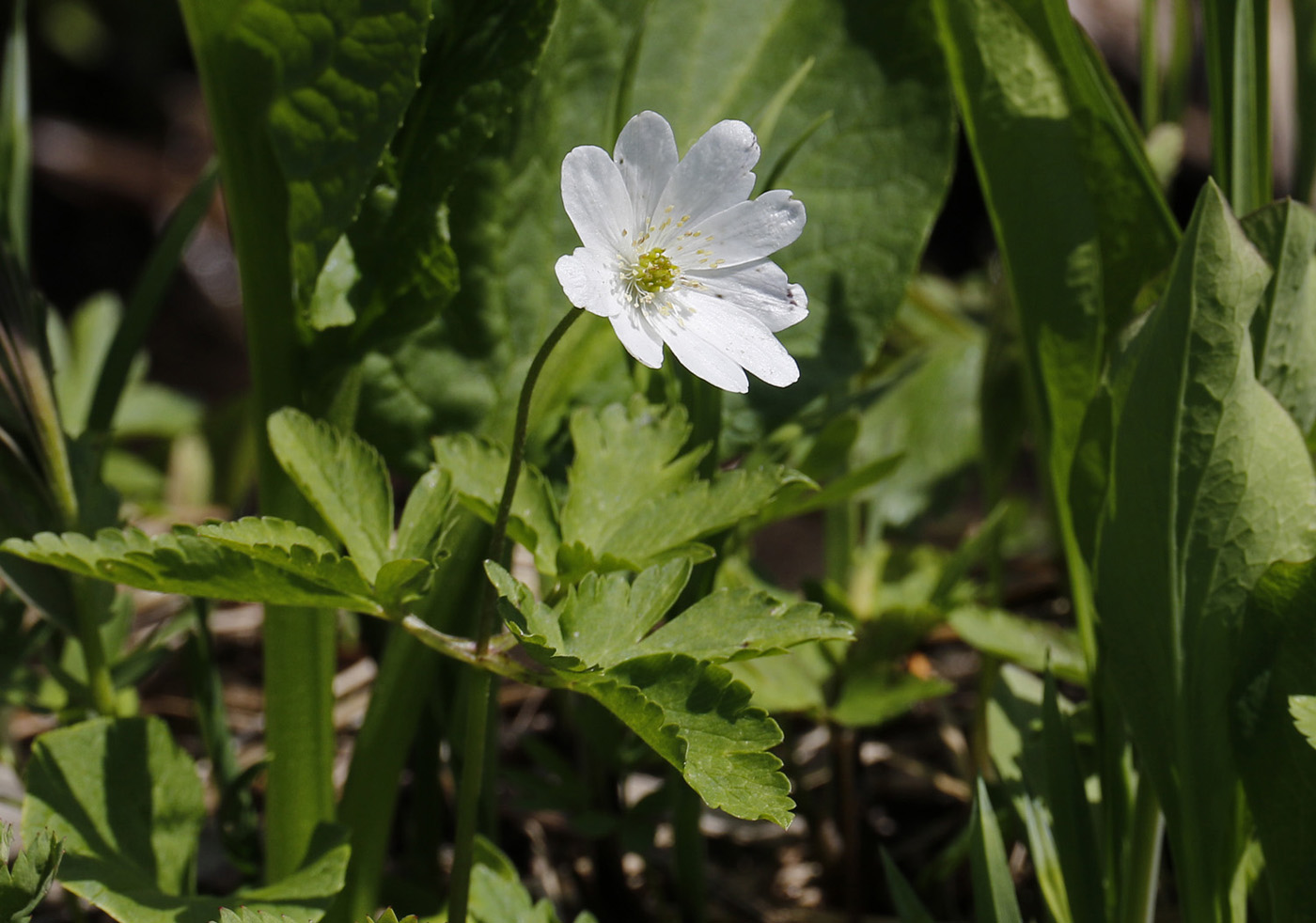 Изображение особи Anemone altaica.