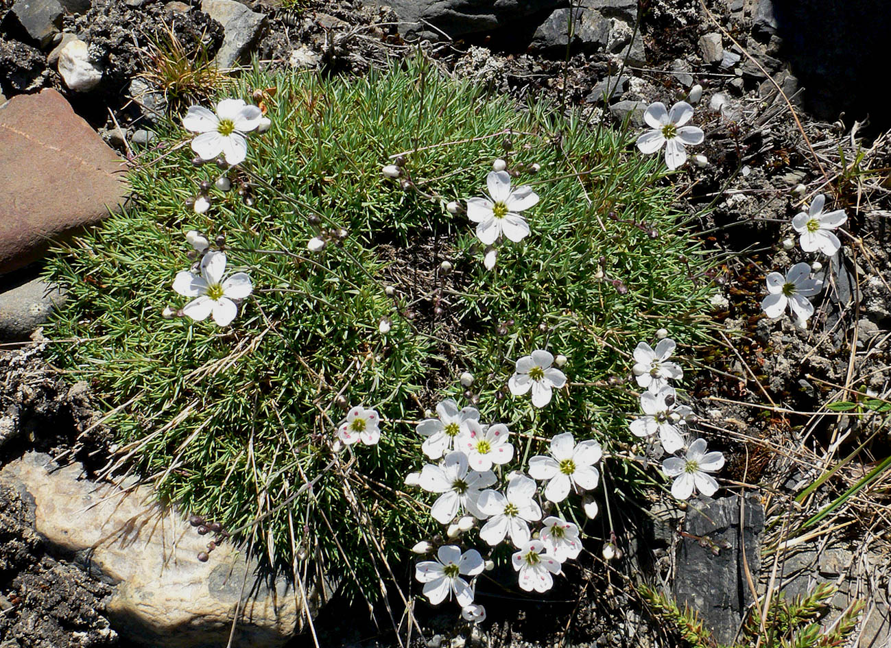 Image of Eremogone tschuktschorum specimen.