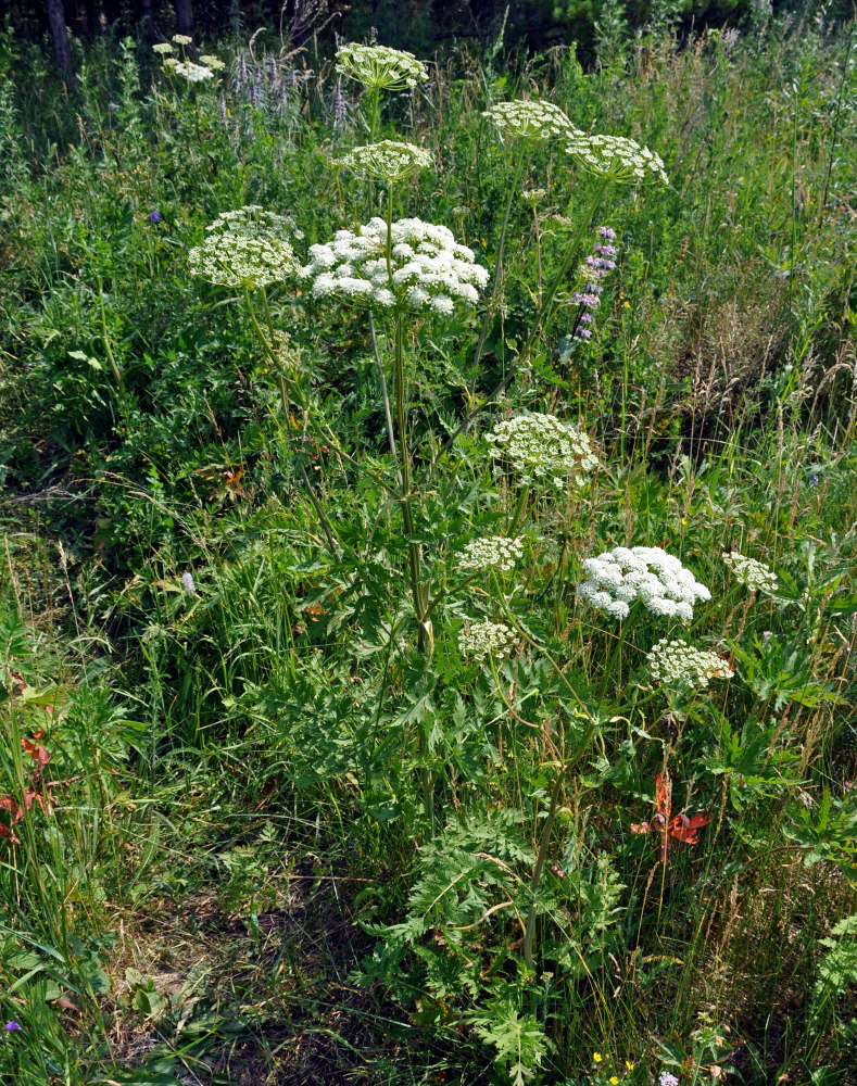 Image of Seseli libanotis specimen.