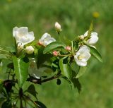 Malus prunifolia. Верхушка веточки с бутонами и цветками. Казахстан, Восточно-Казахстанская обл., г. Усть-Каменогорск, Архитектурно-ландшафтный музей-заповедник, в культуре. 20.05.2018.