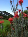 Leucospermum reflexum