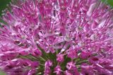 Allium fetisowii