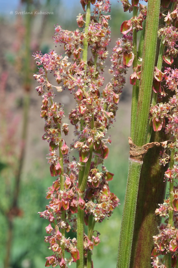 Image of Rheum palmatum specimen.