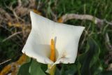 Zantedeschia aethiopica