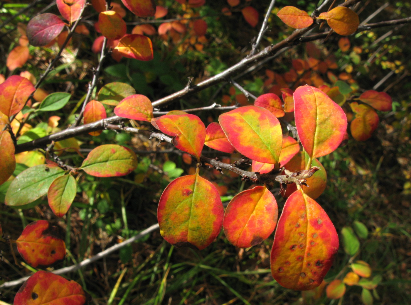 Изображение особи Cotoneaster tjulinae.