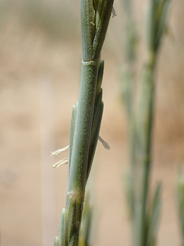 Image of Elytrigia bessarabica specimen.