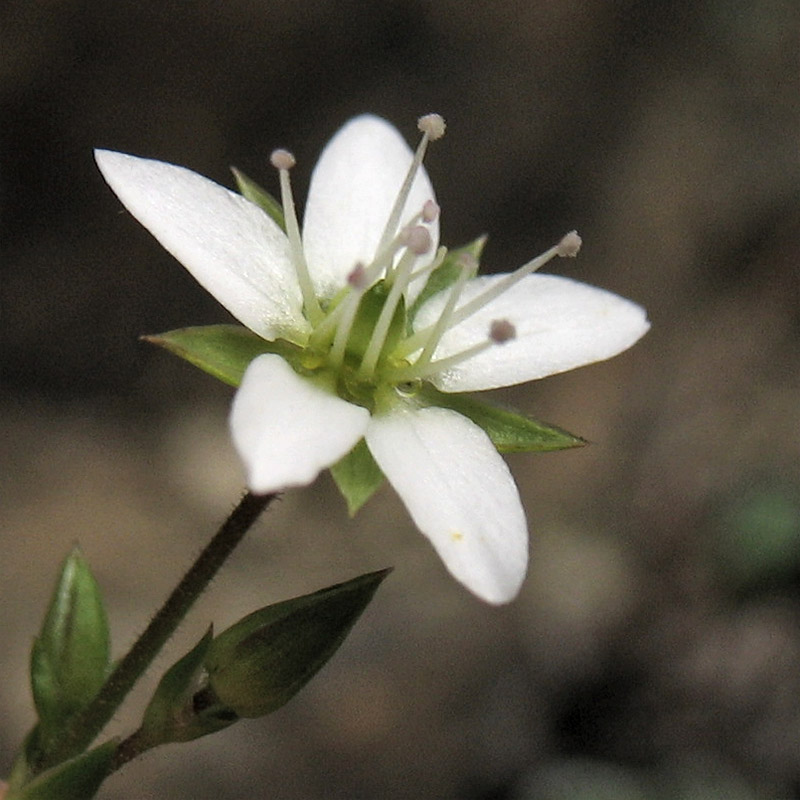Image of Minuartia pauciflora specimen.